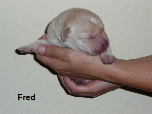 Fred