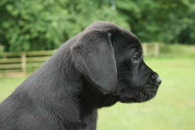 PUPS 8 WEEKSSPOTBITCHGUNNAGEORGE 032
